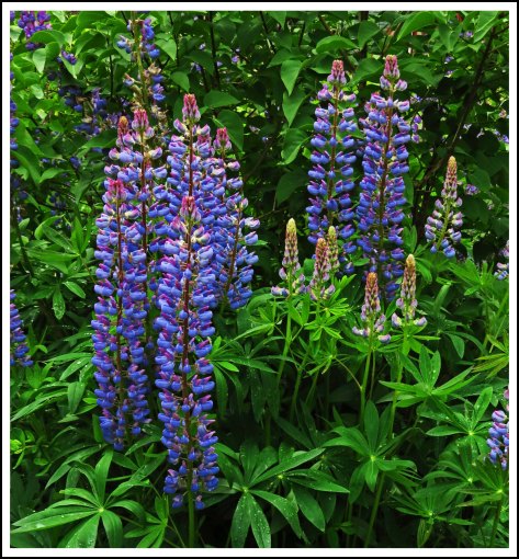 OceanFallsFlowers0IMG_2799_edited-1