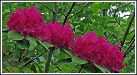 OceanFallsFlowersJun2018-IMG_2693_edited-2