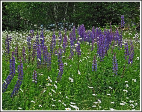 OceanFallsFlowersJun2018-IMG_2790_edited-1