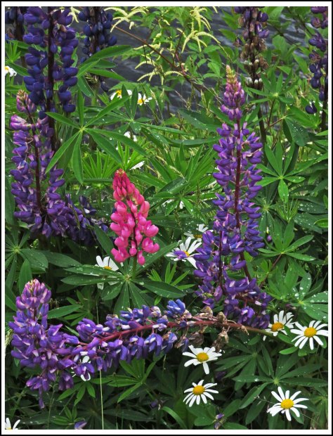 OceanFallsFlowersJun2018-IMG_2811_edited-1