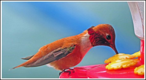 OceanFallsHummer2018-IMG_2500_edited-1