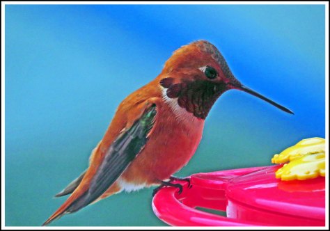 OceanFallsHummerJun2014-IMG_2498_edited-1