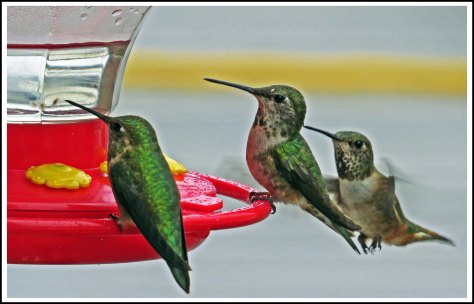 OceanFallsHummerJun2018-IMG_2576_edited-2