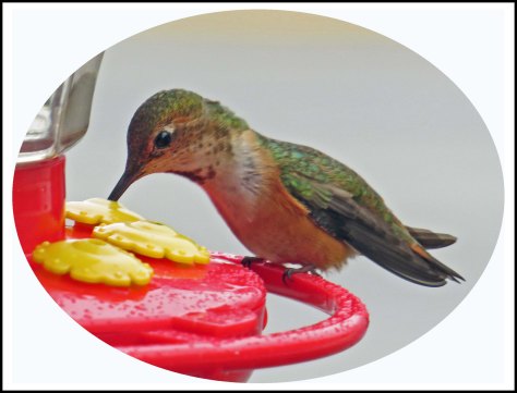 OceanFallsHummerJun2018-