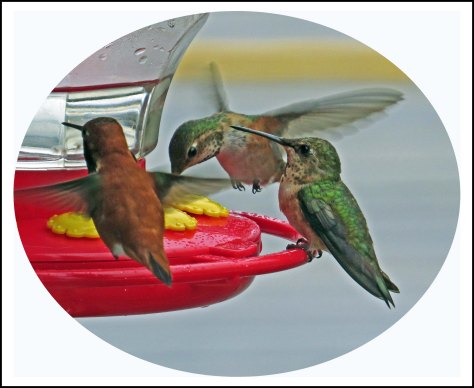 OceanFallsHummersJun2018-10