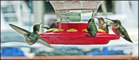 OceanFallsHummersJun2018-IMG_2523_edited-1