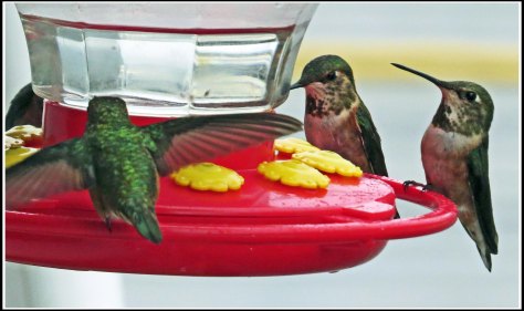 OceanFallsHummersJun2018-IMG_2537_edited-1