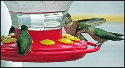 OceanFallsHummersJun2018-IMG_2538_edited-1