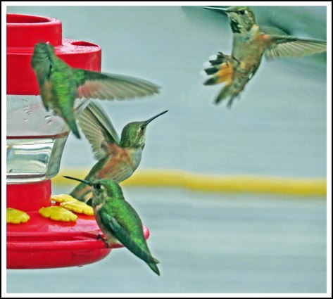 OceanFallsHummersJun2018-IMG_2552_edited-1