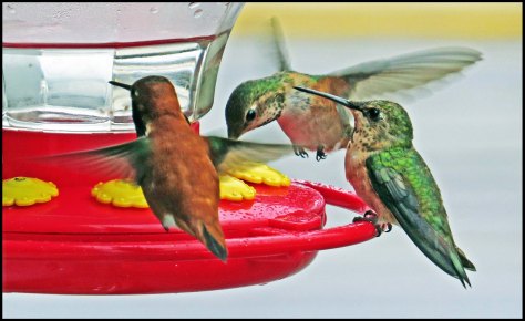 OceanFallsHummersJun2018-IMG_2598_edited-1