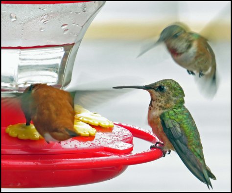 OceanFallsHummersJun2018-IMG_2599_edited-1