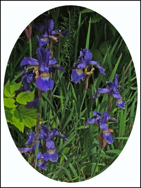 OceanFallsIrisJun2018-14