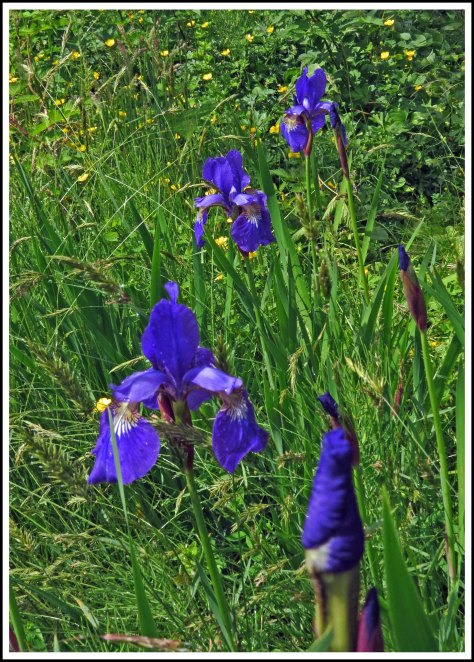 OceanFallsIrisJun2018-IMG_2732_edited-1