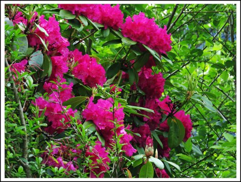 OceanFallsRhodiesJun2018-IMG_2701_edited-1