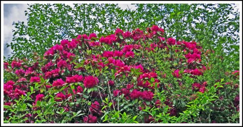 OceanFallsRhodiesJun2018-IMG_2702_edited-1