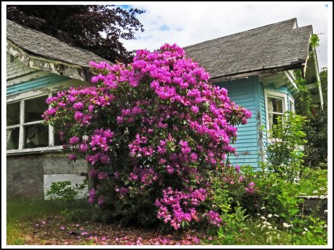 OceanFallsRhodyJun2018-IMG_2724_edited-1