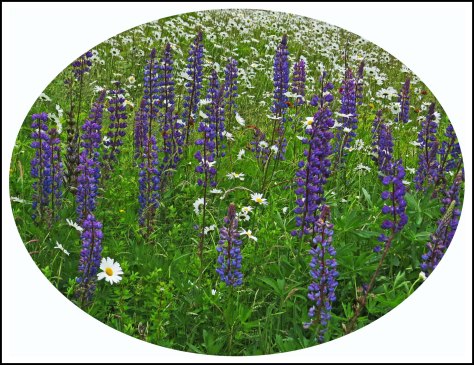 OceanFalsFlowrsJun2018-