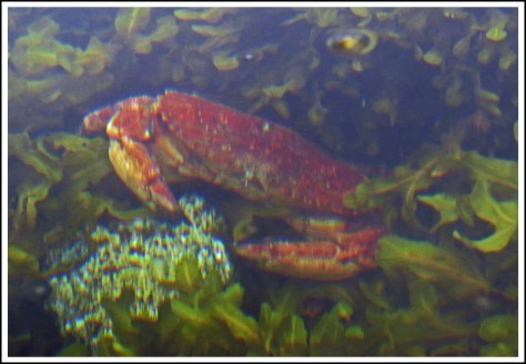 ReidPassageCrabJun2018-IMG_3933_edited-2