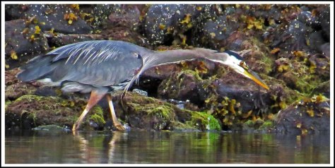 RescueHeronJun2018-IMG_4233_edited-1