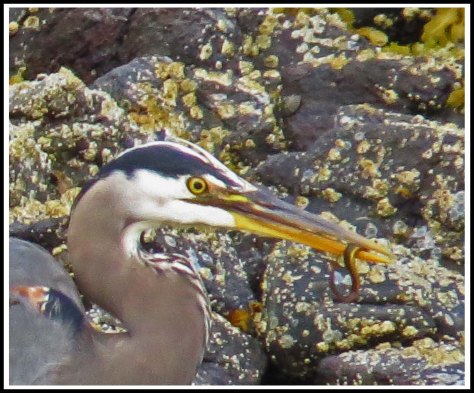 RescueHeronJun2018-IMG_4430_edited-1