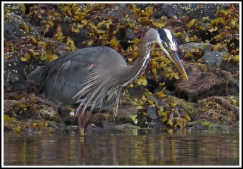 RescueHeronJun2018-IMG_4458_edited-1