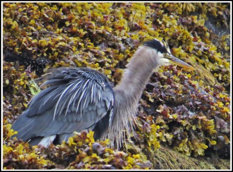 RescueHeronJun2018-IMG_4524 copy 2