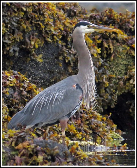 RescueHeronJun2018-IMG_4536_edited-1