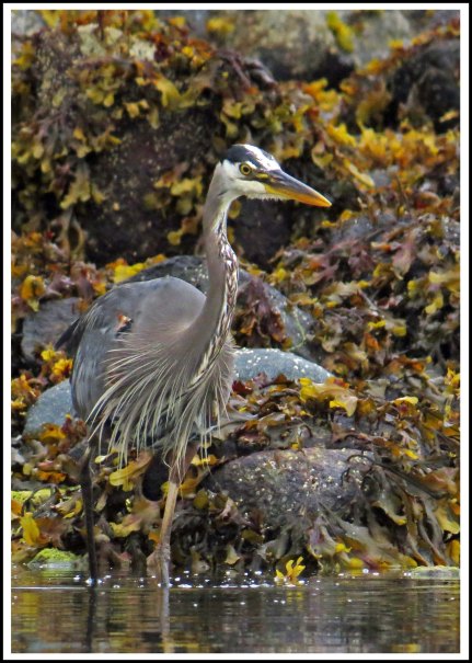 RescueHeronJun2018-IMG_4542_edited-1