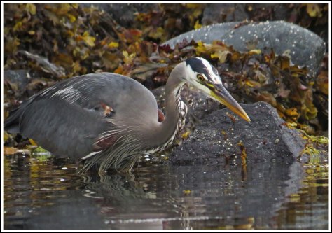 RescueHeronJun2018-IMG_4545_edited-1