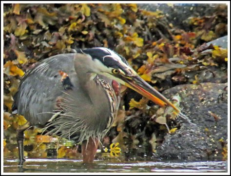 RescueHeronJun2018-IMG_4552_edited-1