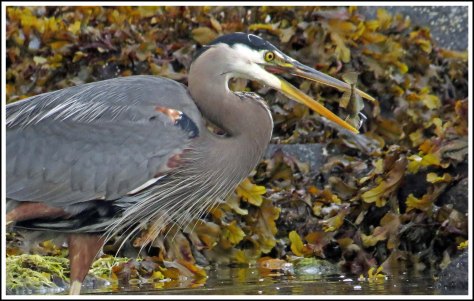 RescueHeronJun2018-IMG_4554_edited-1