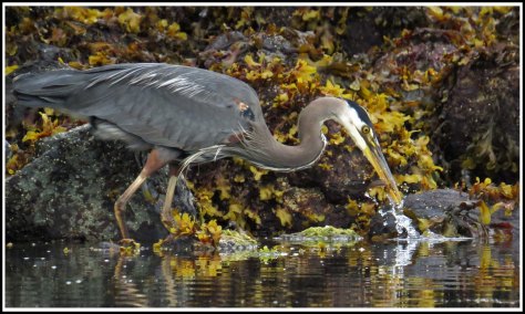 RescueHeronJun2018-IMG_4560_edited-1