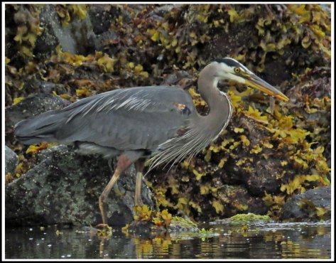 RescueHeronJun2018-IMG_4561_edited-1