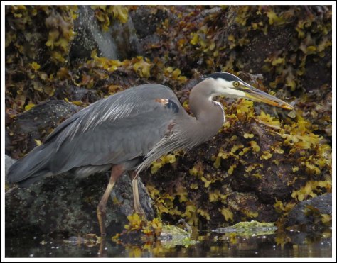 RescueHeronJun2018-IMG_4566_edited-2