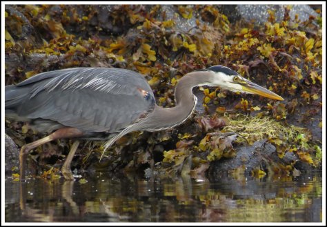 RescueHeronJun2018-IMG_4572_edited-1