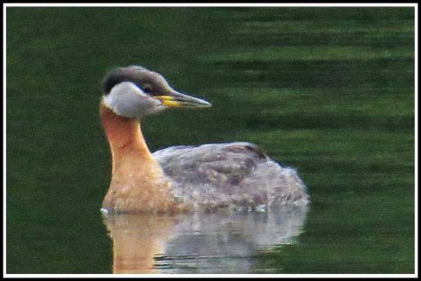 RescueMerganserJun2018-IMG_4740_edited-1