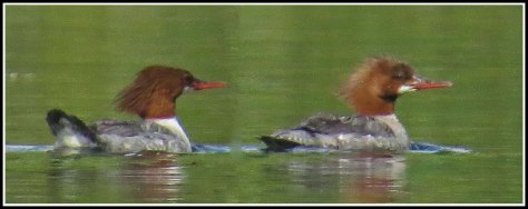 RescueMergansersJun2018-IMG_4678_edited-1