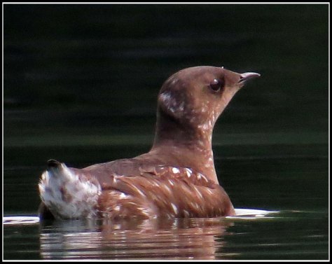 RescueMureletsJun2018-IMG_4704_edited-1