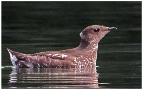 RescueMurreletJun2018-IMG_4701_edited-2