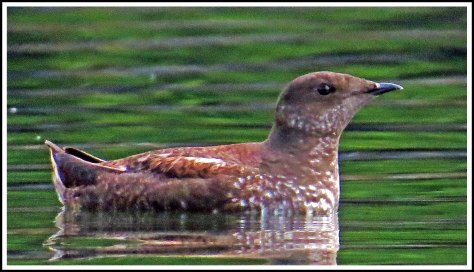 RescueMurreletsJun2018-IMG_4692_edited-1