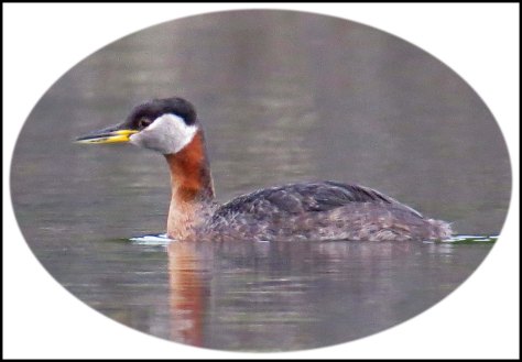 RescueRedNeckGrebeJun2018-13