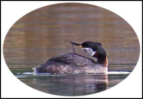 RescueRedNeckJun2018-5