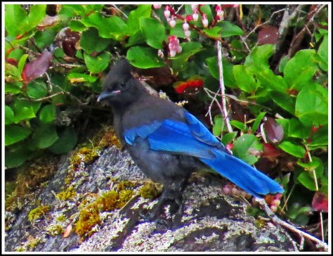 RescueStellarJayJun2018-IMG_4644_edited-1