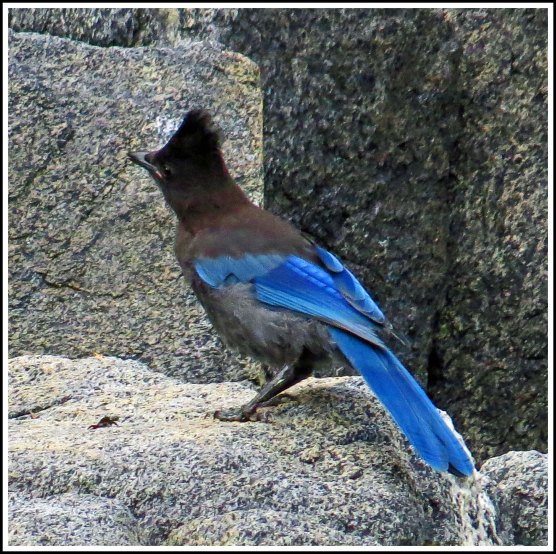 RescueSteller'sJayJun2018-IMG_4655_edited-1