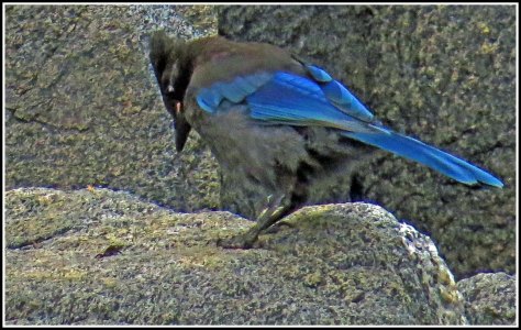 RescueSteller'sJayJun2018-IMG_4656_edited-1