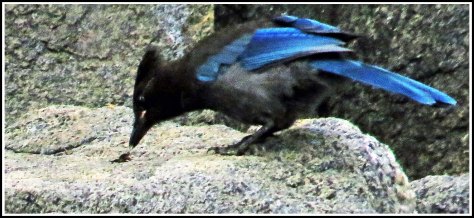 RescueSteller'sJayJun2018-IMG_4657_edited-1