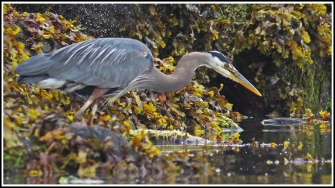 ResueHeronJun2018-IMG_4533_edited-1