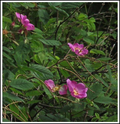 TroupFlowersJun2018-IMG_3