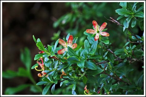 TroupFlowersJun2018-IMG_3123_edited-1