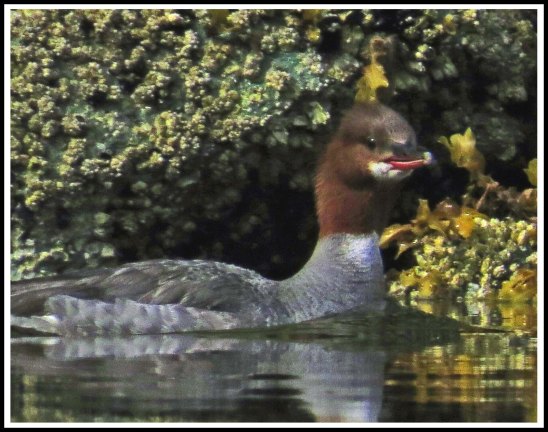 TroupMerganserJun2018-IMG_-1